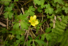 Ranunculus taisanensis