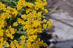 Helichrysum stoechas