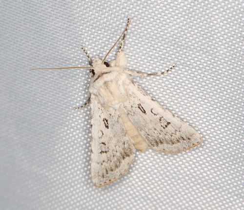 Sand Dart