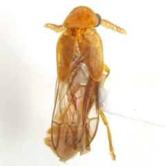 Paraptorthodius mirabilis