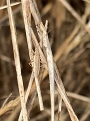 Stenodema trispinosum