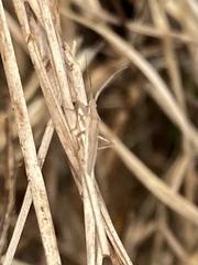 Stenodema trispinosum