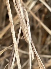 Stenodema trispinosum