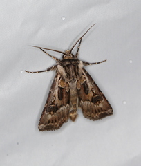 Agrotis vestigialis