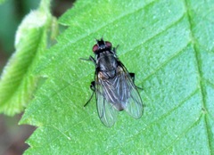 Hydrotaea irritans