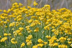 Helichrysum stoechas