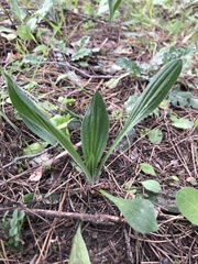 Plantago lanceolata