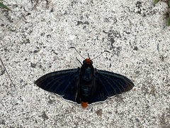 Pyrrhopyge zenodorus