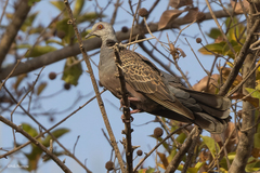 Streptopelia hypopyrrha