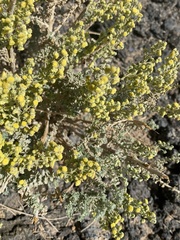 Artemisia judaica
