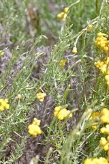 Helichrysum stoechas
