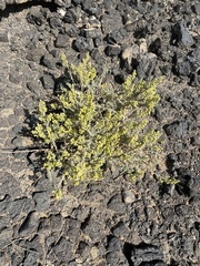 Artemisia judaica