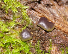 Chlorencoelia versiformis