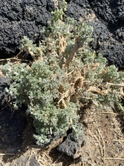 Artemisia judaica