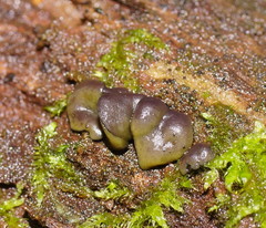 Chlorencoelia versiformis