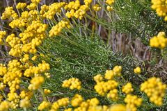Helichrysum stoechas