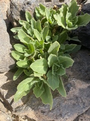 Hyoscyamus desertorum