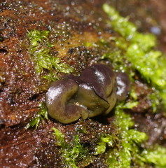 Chlorencoelia versiformis