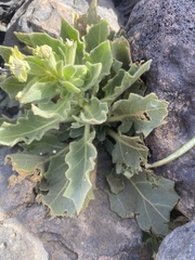 Hyoscyamus desertorum