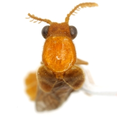 Paraptorthodius mirabilis