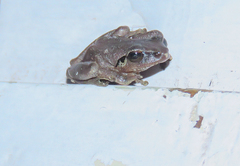 Pseudophilautus amboli