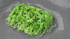 Ulvaceae