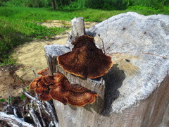 Gloeophyllum abietinum