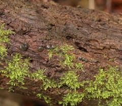 Chlorencoelia versiformis