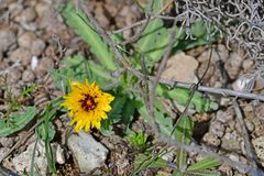 Reichardia tingitana