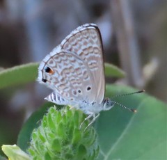 Anthene dulcis dulcis