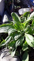 Borago officinalis