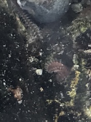 Amphinomidae