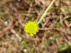 Helenium pinnatifidum