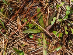 Helenium pinnatifidum