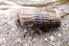 Cerithidea