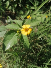 Melampodium divaricatum