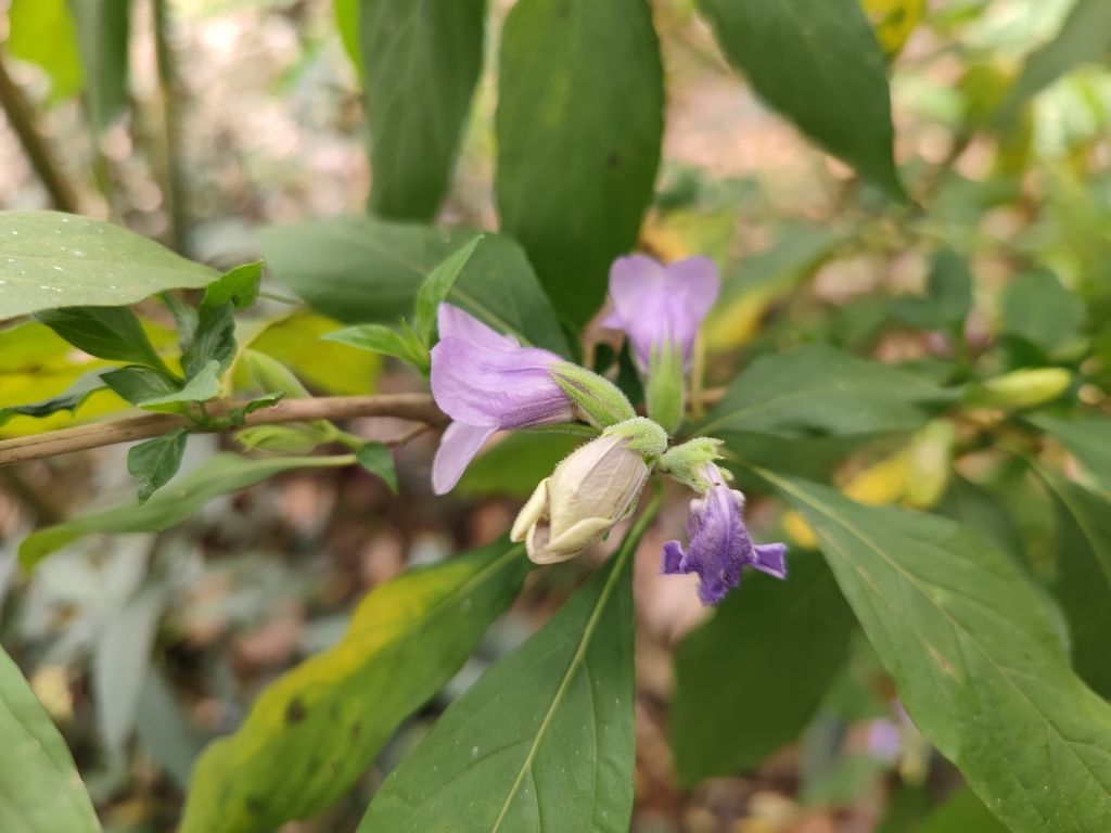 Phlogacanthus paniculatus