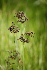 Juncus atratus