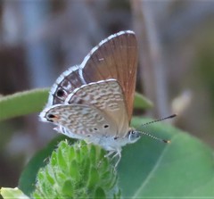 Anthene dulcis dulcis