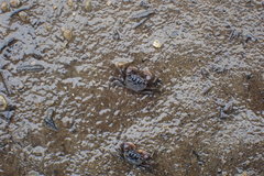 Parasesarma catenatum