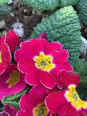 Primula × polyantha