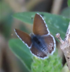 Anthene dulcis dulcis