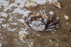 Parasesarma catenatum