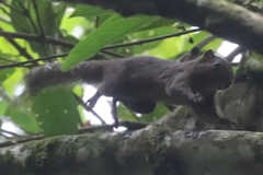 Microsciurus flaviventer