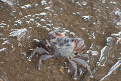 Parasesarma catenatum