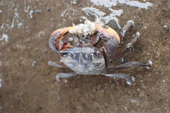 Parasesarma catenatum