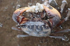 Parasesarma catenatum