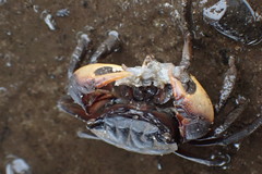 Parasesarma catenatum