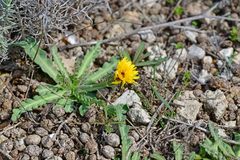 Reichardia tingitana