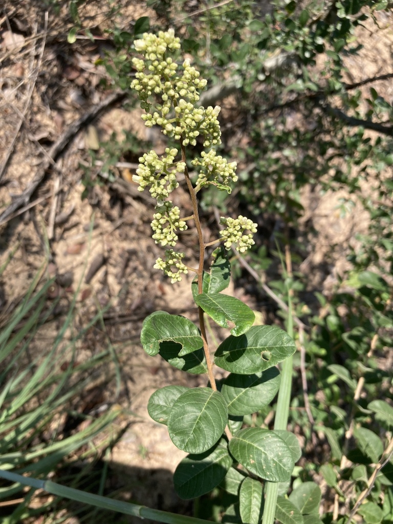 Kalahari Resintree